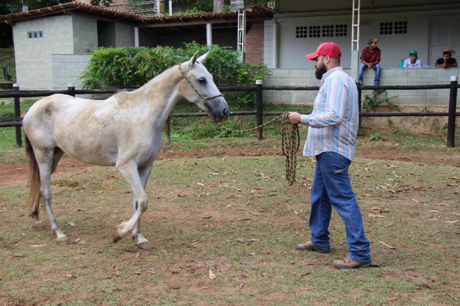 Gerar oferece curso gratuito de Doma de Cavalos