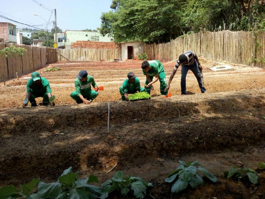 Horta comunitária em Marcílio II recebe as primeiras mudas