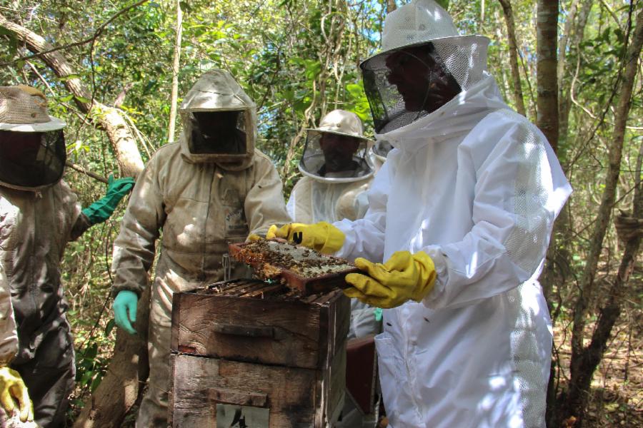 Aviapis oferece Curso Técnico em Apicultura nos dias 29 e 30