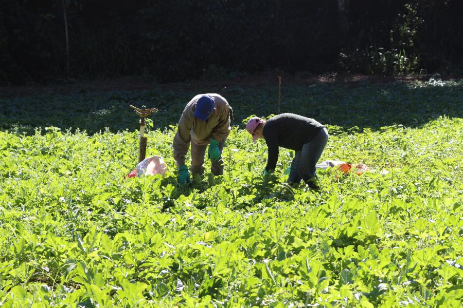 Pepino cultivado em Viana é destinado ao Rio Grande do Sul