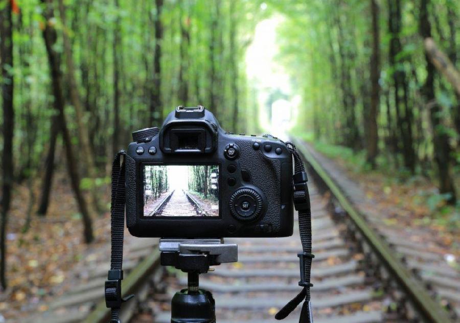 Semana Municipal da Árvore terá Concurso Fotográfico