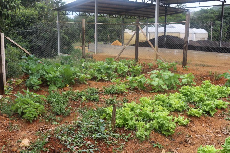 Campo Verde será o próximo bairro a receber horta comunitária