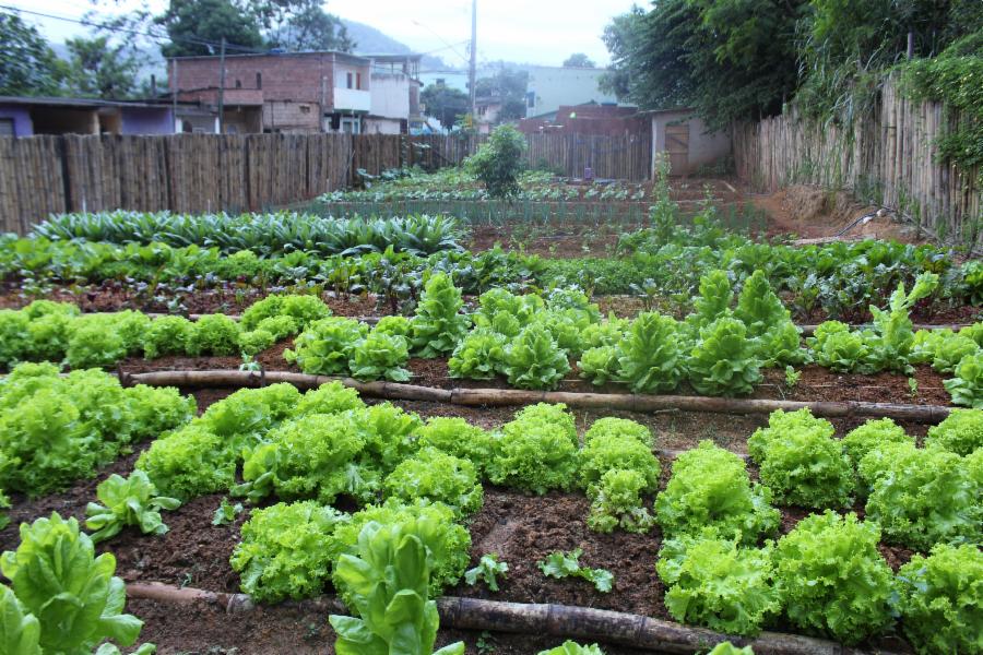 Horta que leva cultura do compartilhamento para os moradores é semifinalista no Inova Viana