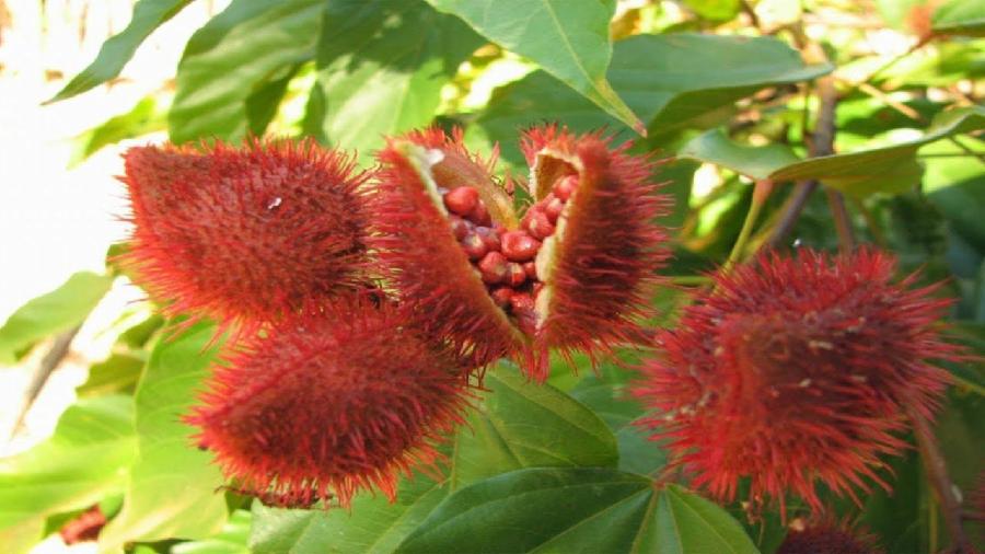 Doação de mudas de urucum incentiva produção de colorau em Viana