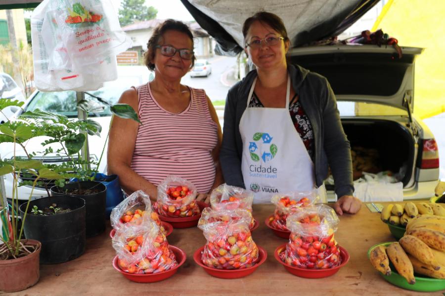 Produtores de Viana apostam em nova variedade de acerola para ampliar a produção da fruta