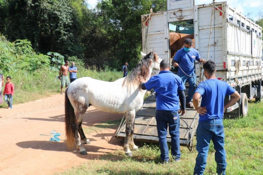 Prefeitura recolhe animais de médio e grande porte abandonados em via pública