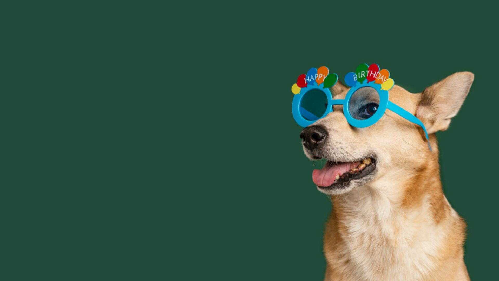 Entre confetes e patinhas: Feira de Adoção abre o calendário de 2026 em clima de Carnaval