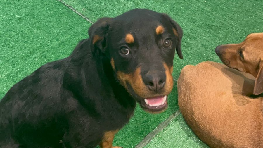 Feira de adoção do É o Bicho! garante lar para 5 animais