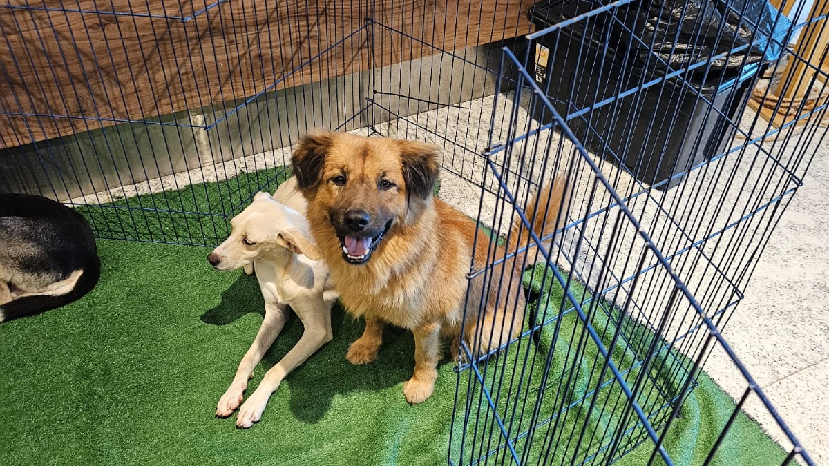 Feira de adoção do É o Bicho! garante um novo lar para cães e gatos