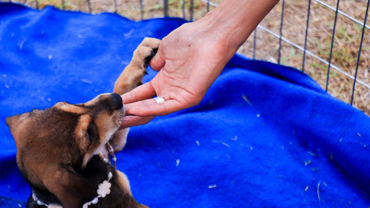 Feira de adoção do programa É o Bicho! garante novos lares para quatro cães e gatos