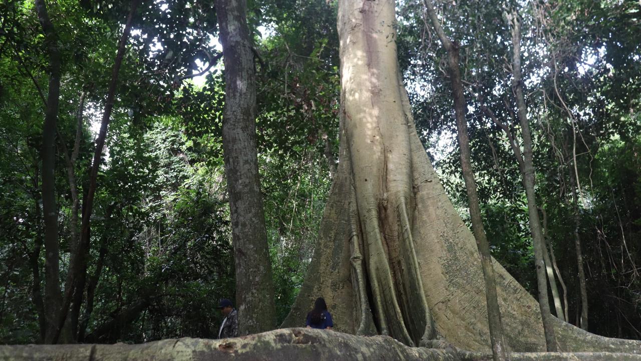 Ecoturismo em Viana: conheça a árvore do período do descobrimento do Brasil